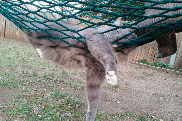 Animaux qui dorment