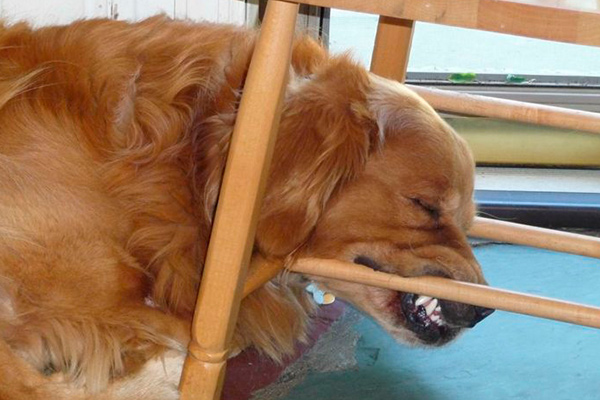 Animaux qui dorment